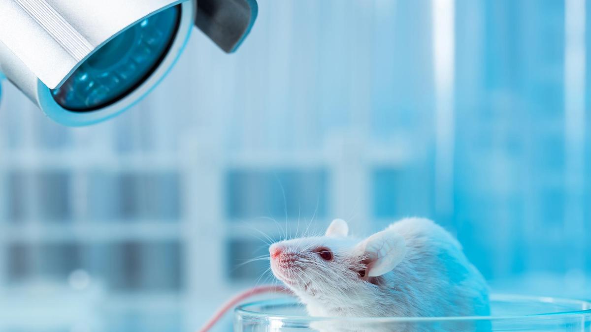 Animal experiments, what the new draft rules allow and what they mean for research | Explained