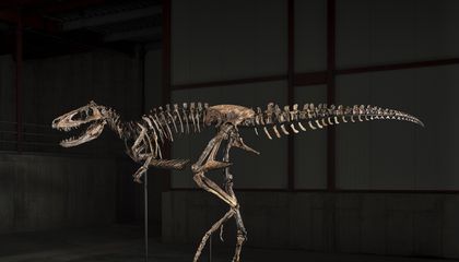 A Rare Nanotyrannus Skeleton Sells for $47.3 Million, Becoming the Second Most Valuable Dinosaur Ever Auctioned