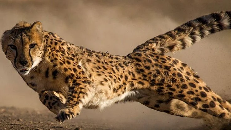 Three Suspects Rounded Up In Cheetah Death Case In Bhopal
