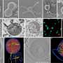 Capturing our closest archaeal relatives offers clues to the origin of eukaryotes