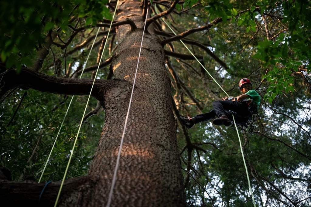 Take a bough: Climbing takes relationship with B.C.’s trees to the next level