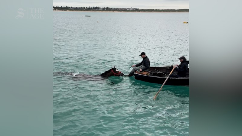 VRC Derby runner King Snitz takes a dip