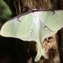 Experimental study on moths supports the molecular cookie cutter idea proposed for butterflies