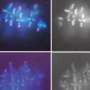 How eggs protect chromosome connections during prolonged dormancy