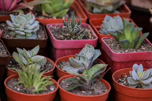 Looking for water-wise plants? Visit this Johannesburg garden show
