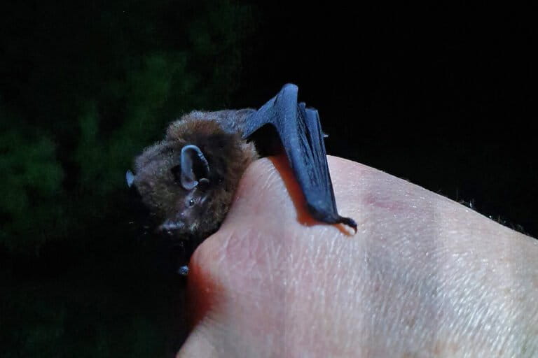 Bat Week: Celebrating ecologically important, poorly understood mammals