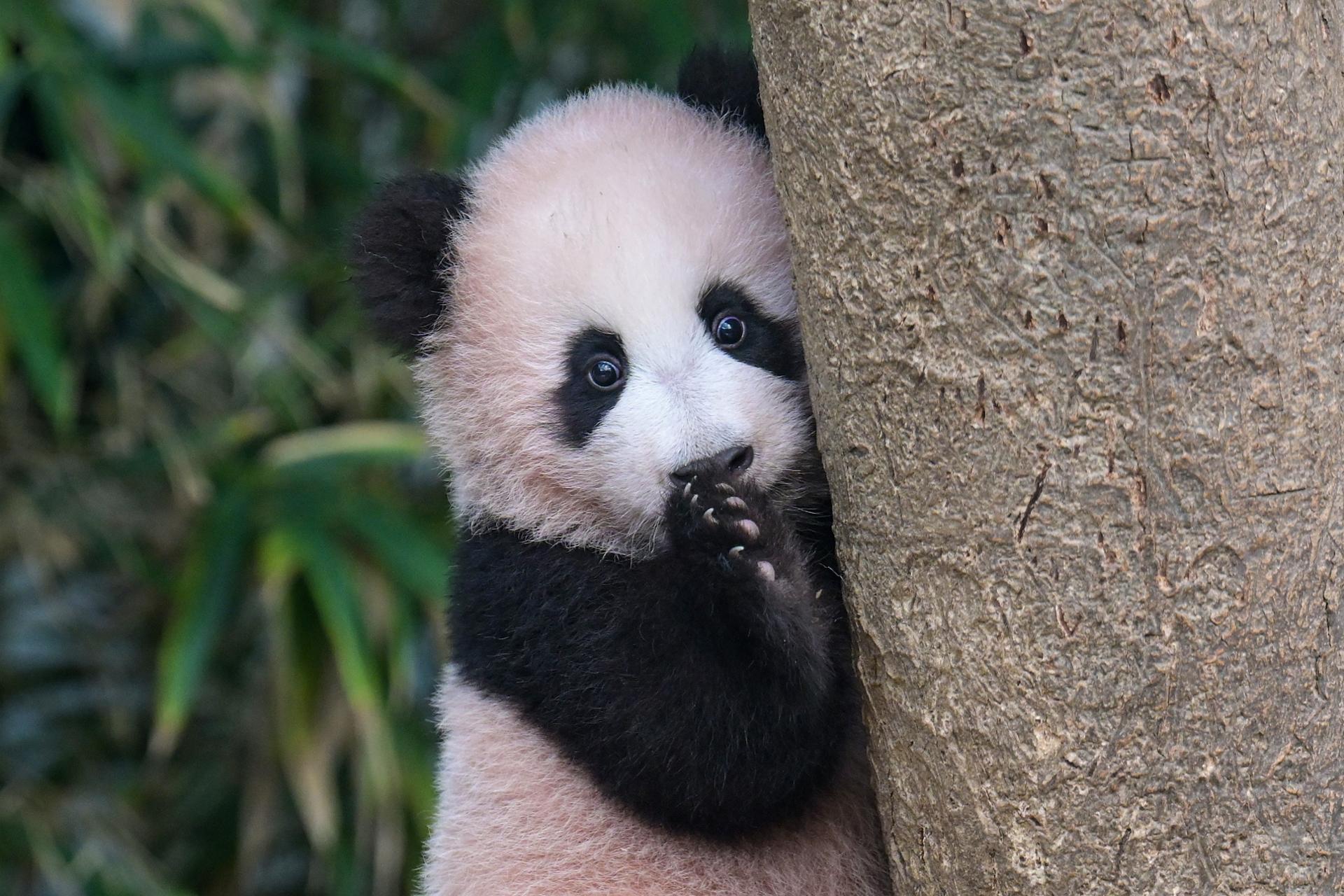 [PHOTOS] Everland's baby panda Shubao makes outdoor debut
