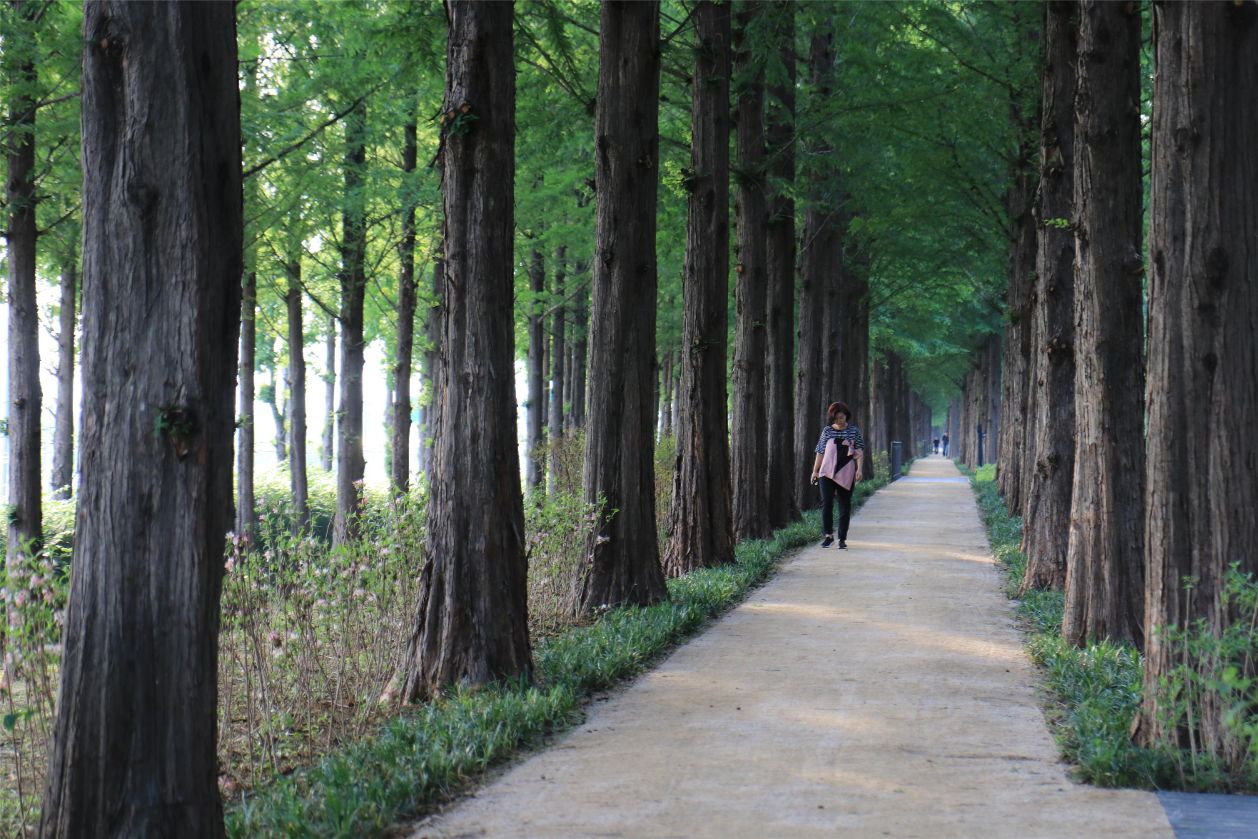 Seoul unveils 110 autumn foliage trails spanning 167 kilometers