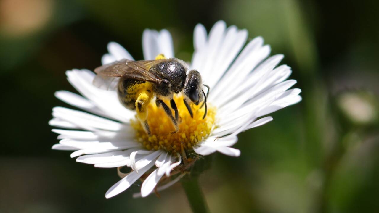 Australian stingless bee honey blocks every bacterium tested in lab study