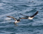 Why jet lag throws even foraging seabirds off course