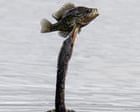 Week in wildlife: a fishing anhinga, a northern nutcracker and cuddling seals