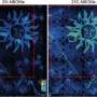 Psychedelic exposure during adolescence disrupts a brain circuit linked to lasting social avoidance in rats
