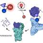 Researchers create light-activated cages for 'protein killer' molecules
