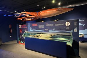 Giant Squid Museum in Luarca, Spain