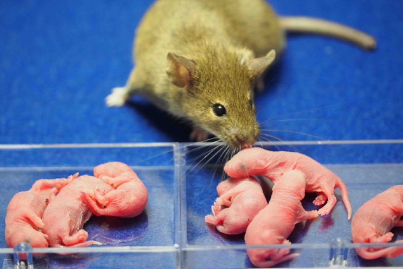 Female clones created from the blood of male mice