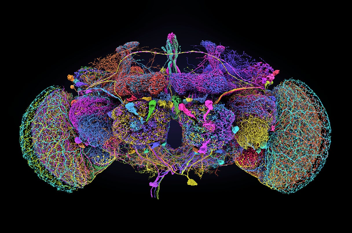 The ‘Borges protein’ reveals how to alleviate age-related memory loss