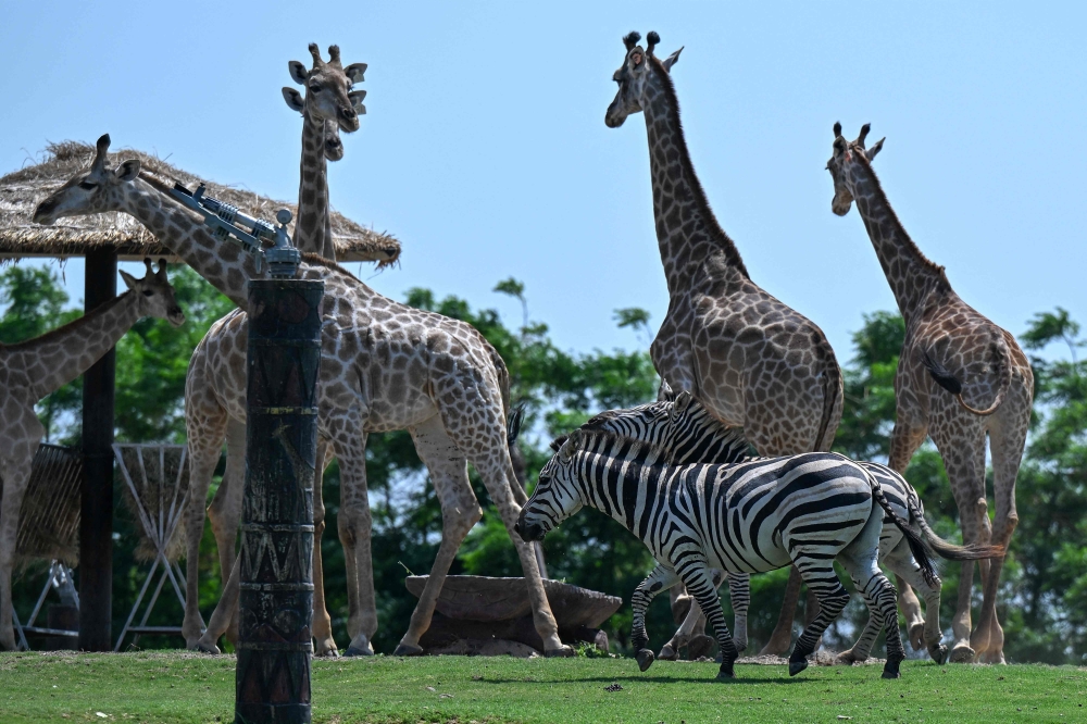 Lions, tigers and a billionaire’s private Noah’s Ark: Inside India’s controversial Vantara sanctuary