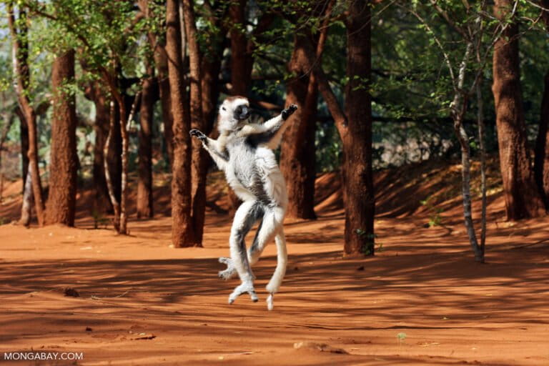 World Lemur Day: How can we save these primates’ forest homes?