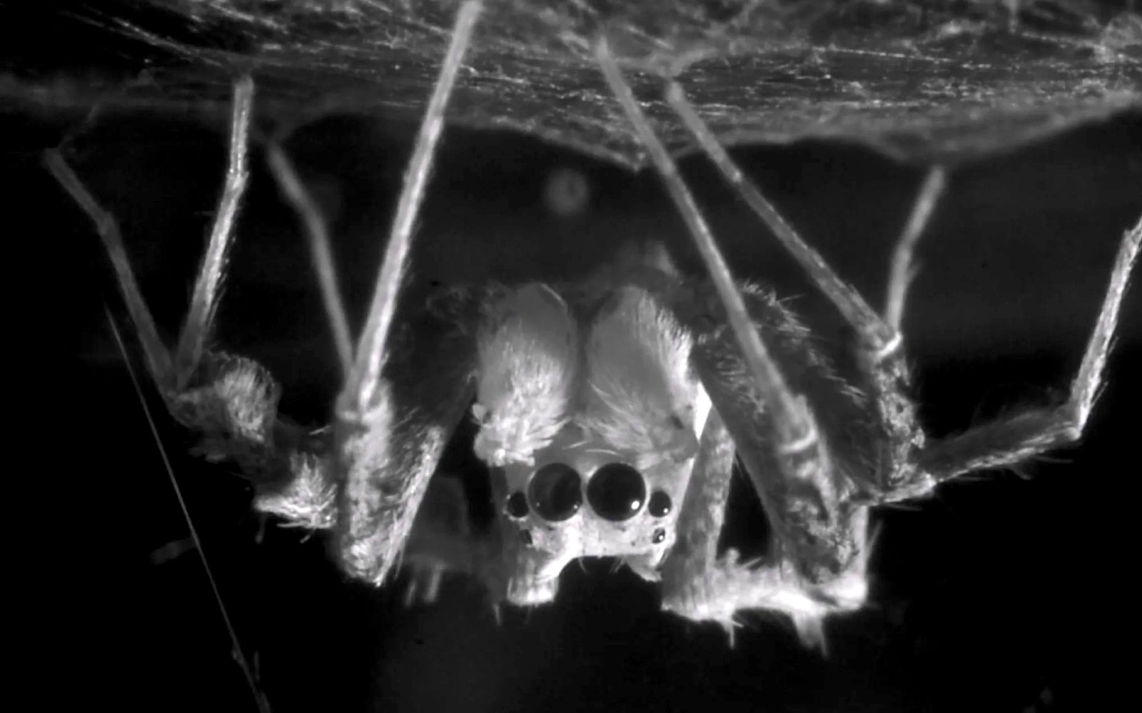 5 nature curiosities that show how strange the world can be