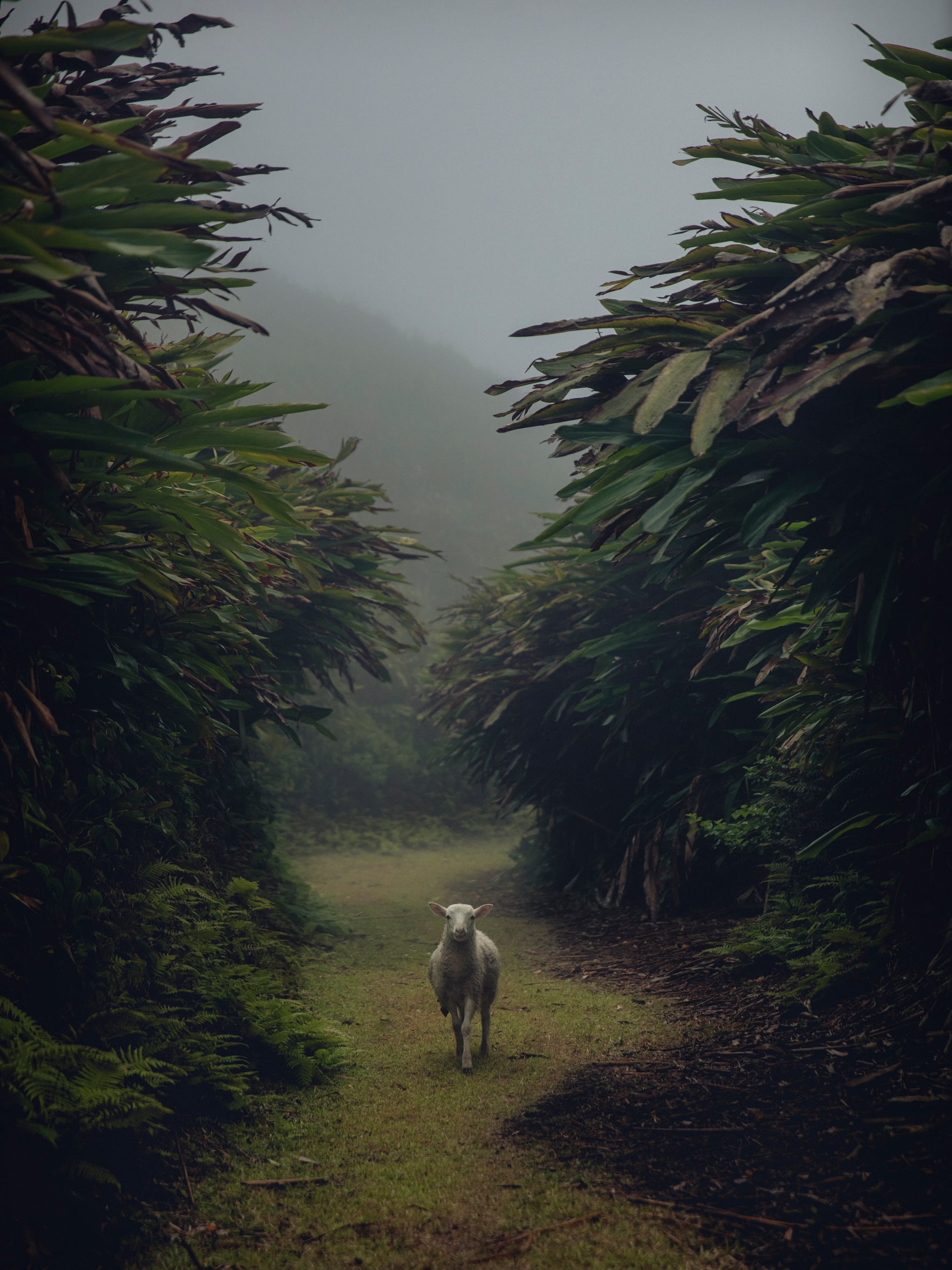Ascension, the desert island that became a jungle
