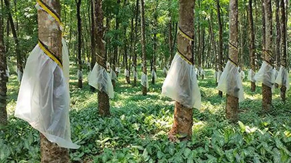 INROAD, Rubber Board launches educational video series for natural rubber growers