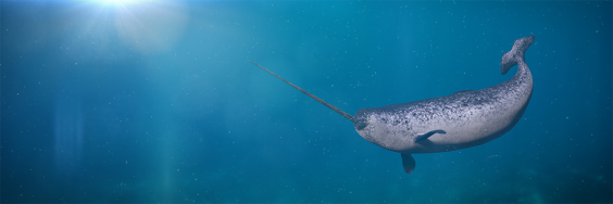 How the Narwhal Got Its Twisted Tusk