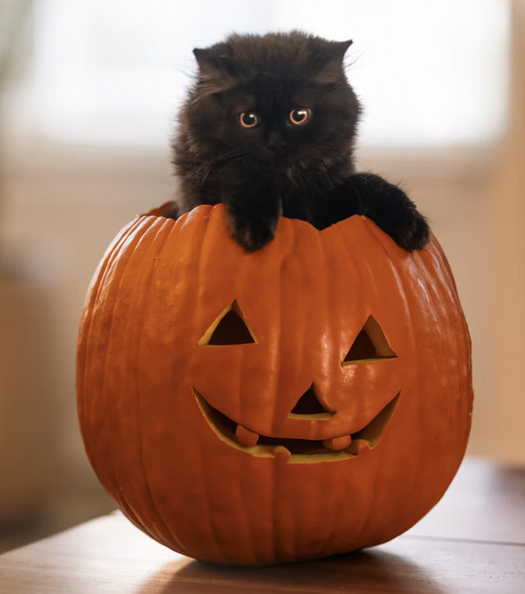Links 10/31/2026
