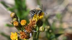 Tiny zebra-striped bee sighting a 'huge surprise'