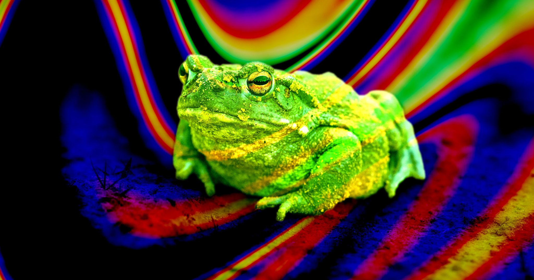 Psychedelic Compound in Toad Venom Can Treat Depression When Snorted, Scientists Find