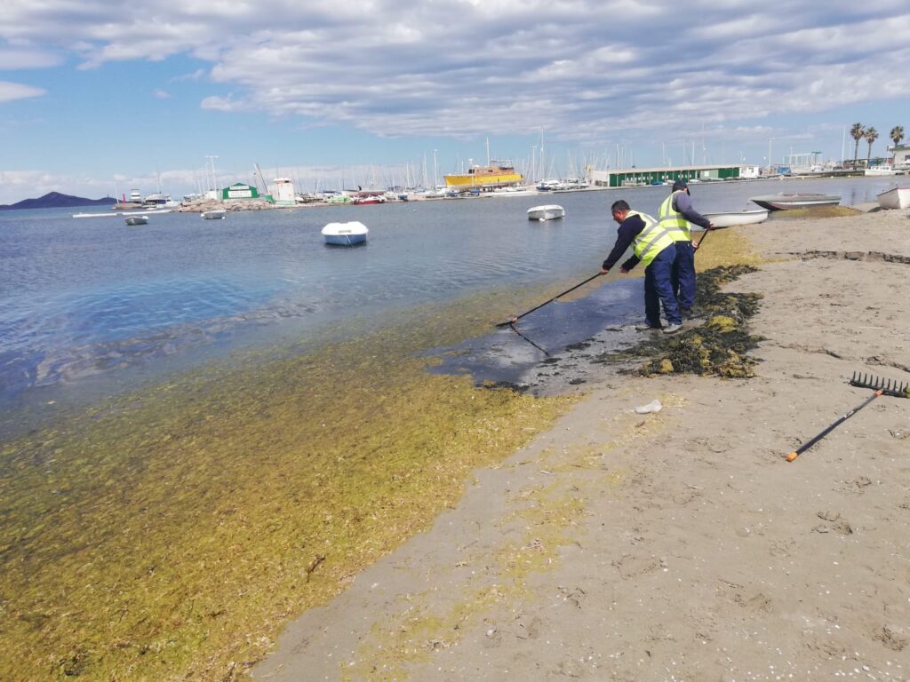 Mar Menor cleanup crews praised after removing more than 6,600 tonnes of biomass