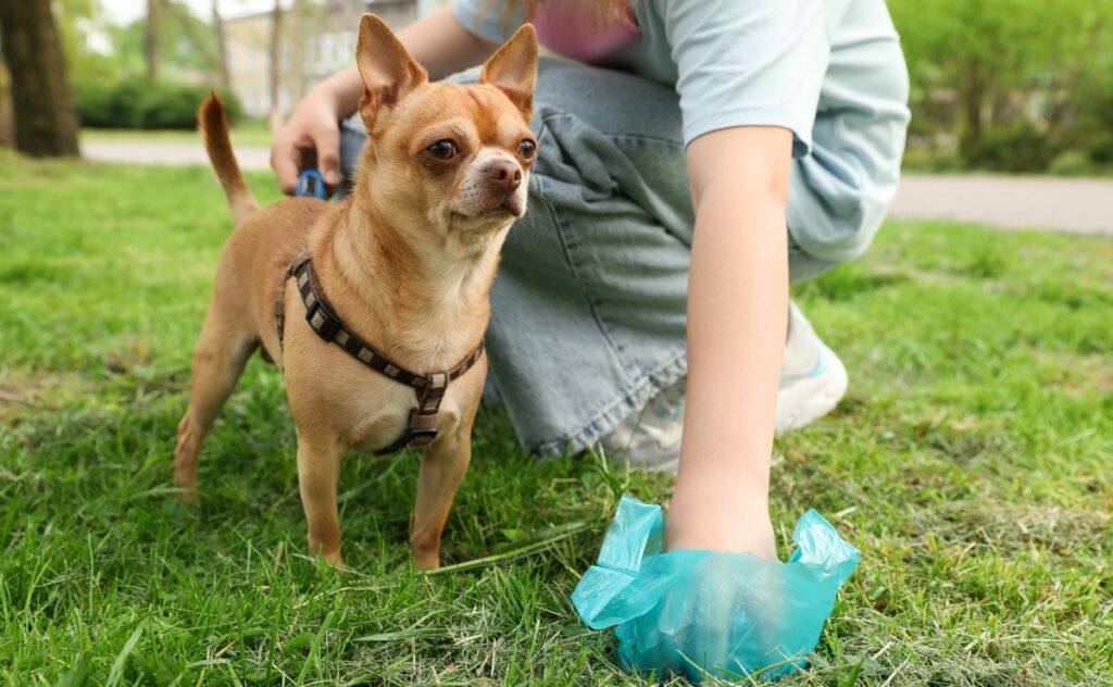 Your dog, your duty. Manilva clamps down on pet waste with a clear reminder of fines