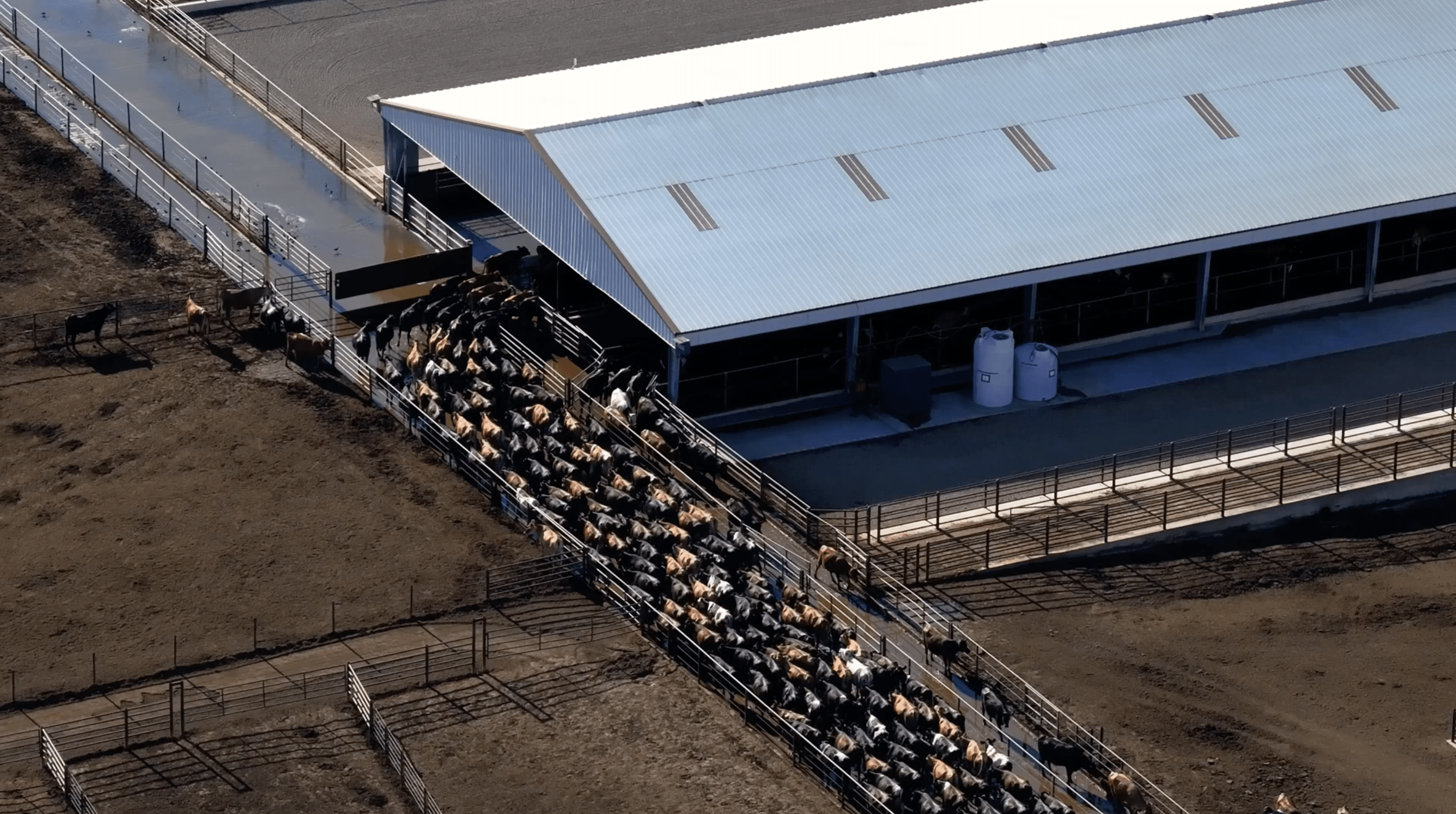 A Trump administration rule could stop a powerful tool for exposing animal cruelty
