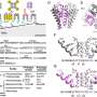 Giant virus yields potassium channel gene that illuminates complex protein evolution