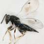 Five new wasp species discovered in Cyprus, including one named after Aphrodite