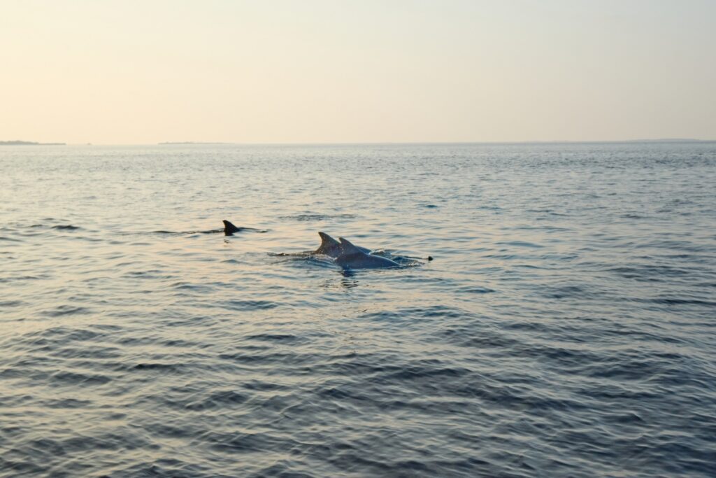 Marine mammals put on a show during Spain solar eclipse off Motril coast