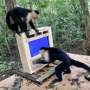 AI opens new era in cognitive studies of wild primates