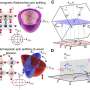 Unusual metal oxide shows signs of magnetism under lattice strain in ultrathin layers