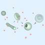 Oil droplets remodel themselves, swallow their surroundings like living cells