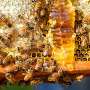 Insights into bee biology could ease US rules for organic honey