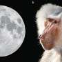 Moonlight-like fur and feathers may explain Egyptian god Thoth's two animal forms