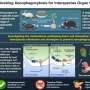New immune-blocking strategy improves interspecies organ generation