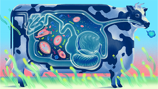 A New Way That a Cow’s Inner World Shapes Earth’s Atmosphere