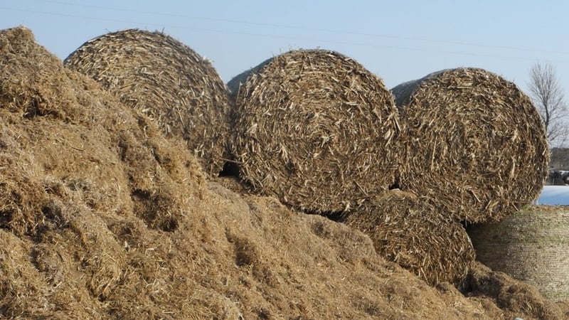 Food security cttee to be reconvened amid fodder concerns