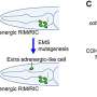 Genome-folding complex reveals a mechanism that helps establish neuron identity