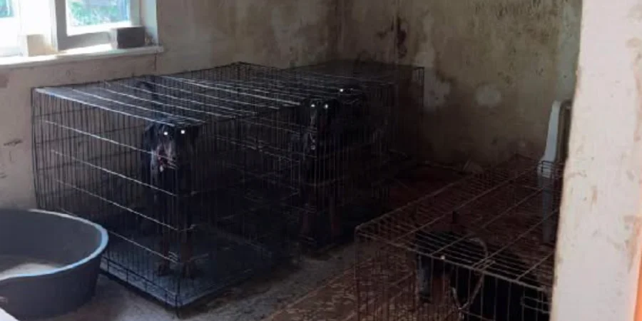 Kyiv police open investigation over neglect of 32 Dobermans