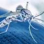 CDC: reveals 1,955 arboviral disease cases reported in 48 states, D.C., in 2024