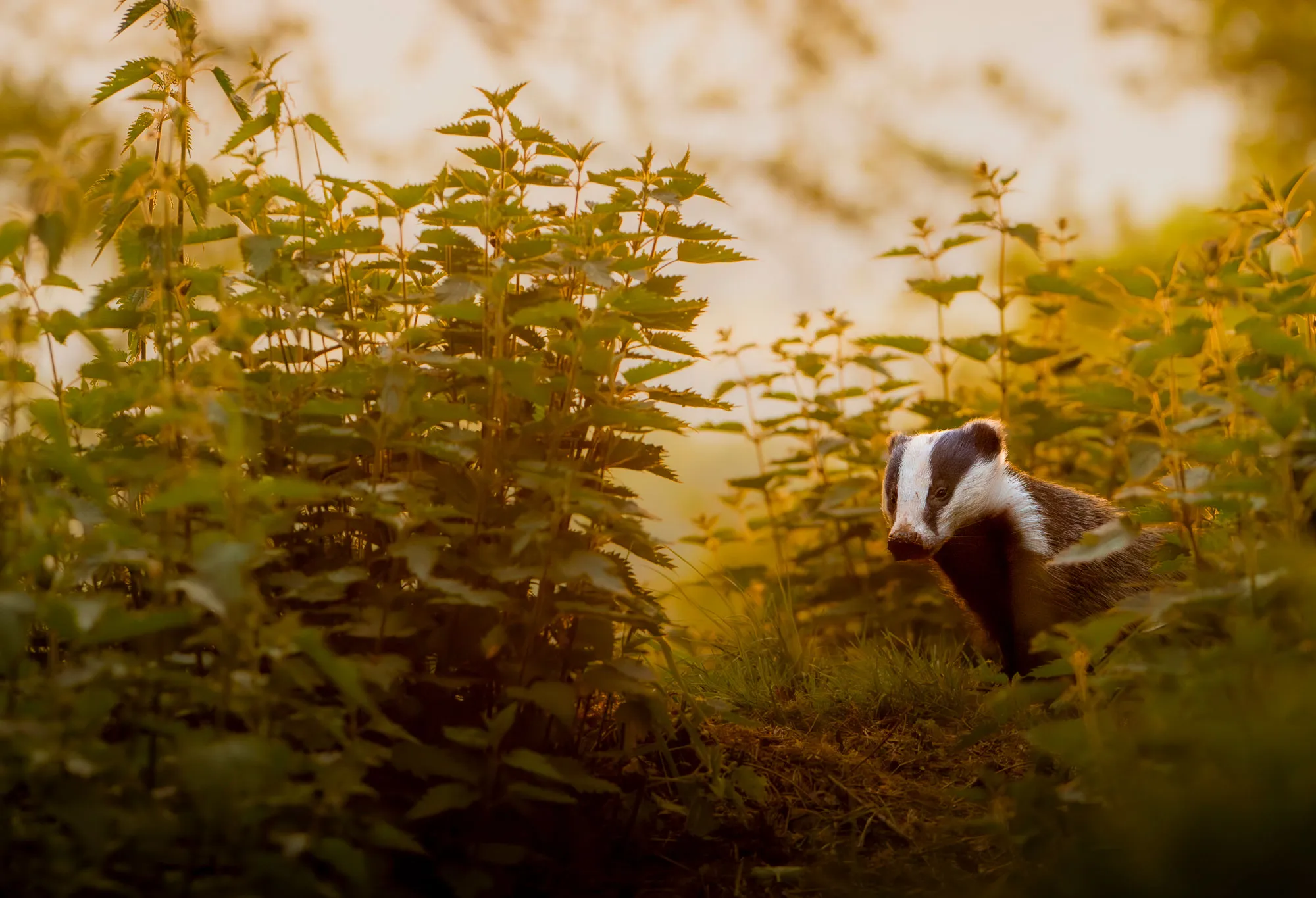 These incredible wildlife photographs were taken by an amateur photographer and science teacher and are guaranteed to make you go aww!