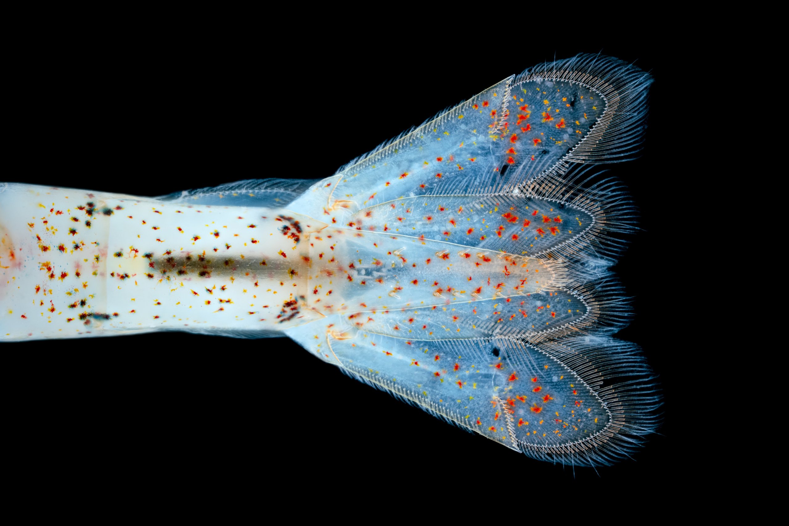 You have to see these incredible close-up images taken with Laowa’s groundbreaking new macro lenses