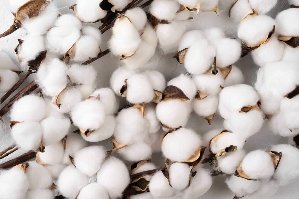 Cotton Extending Higher on Monday Morning