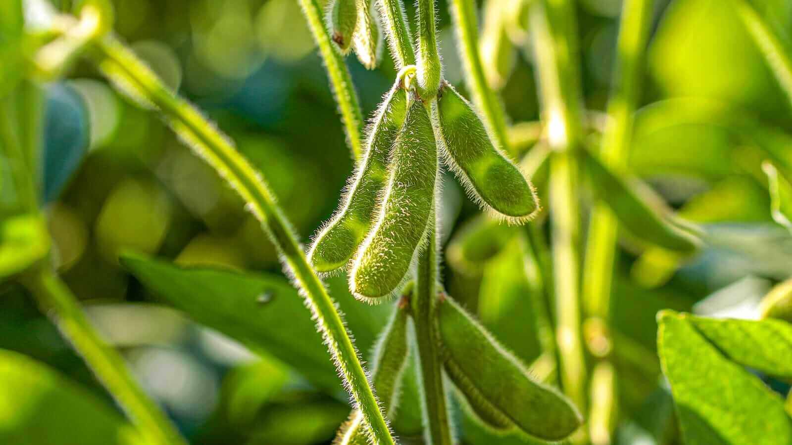 Soybeans Popping Higher on Monday Morning